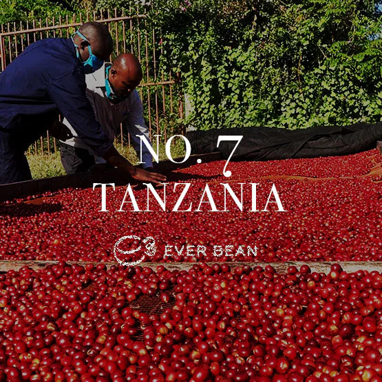 EverBean No. 07 Tanzania 250 g kaffebønner – single origin Arabica (Kent) fra Karatu, naturligt soltørret med florale noter, solmoden sødme, citrusfrugtig syre og let bitterhed, velegnet til filter, Chemex, Aeropress og stempelkande
